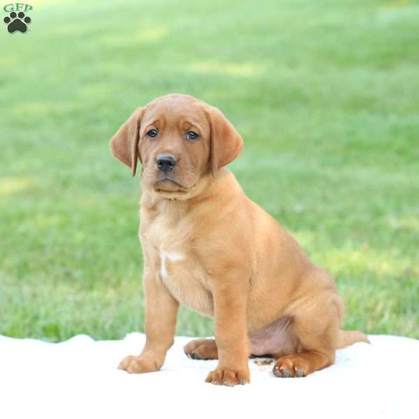 Domino, Fox Red Labrador Retriever Puppy